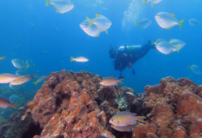 Fujairah Diving Trip - 1 Dive with Full Equipment  3
